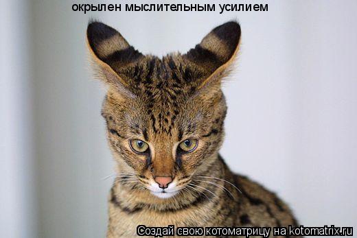 Котоматрица: окрылен мыслительным усилием