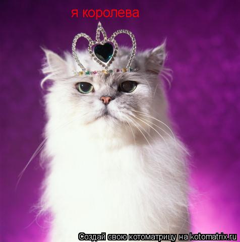 Котоматрица: я королева