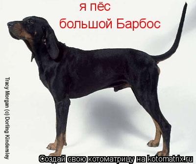 Котоматрица: я пёс большой Барбос