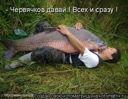 Котоматрица: - Червячков давай ! Всех и сразу !