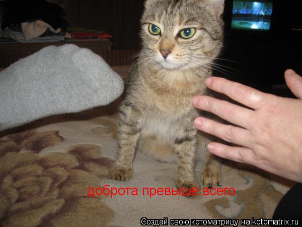 Котоматрица: доброта превыше всего