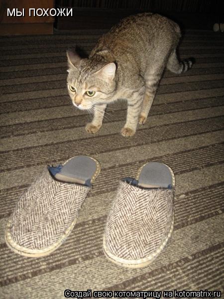 Котоматрица: мы похожи