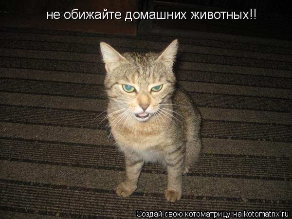 Котоматрица: не обижайте домашних животных!!