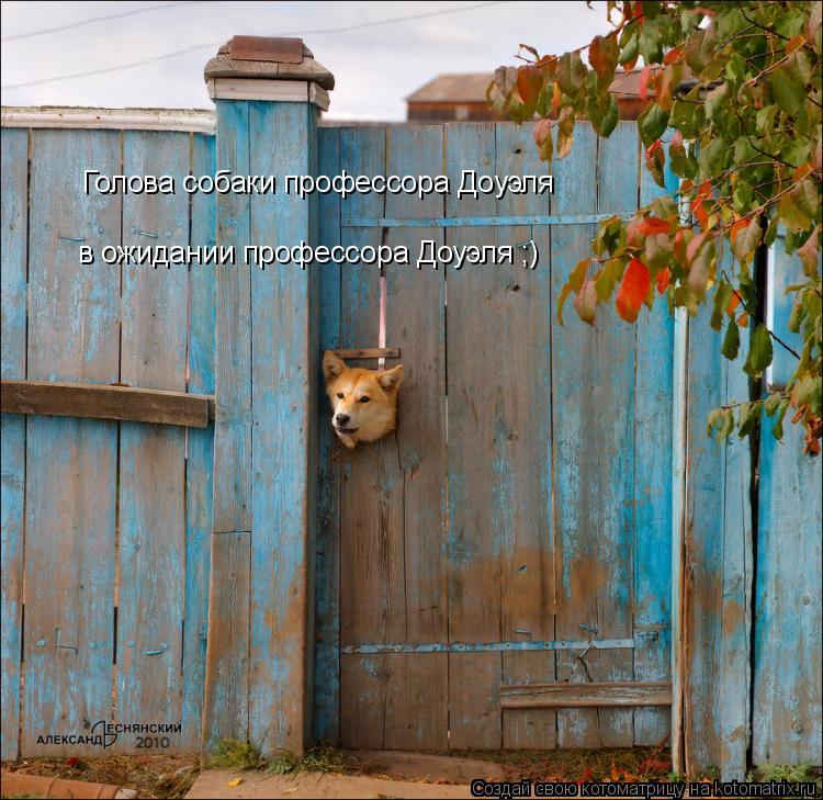 Котоматрица: Голова собаки профессора Доуэля в ожидании профессора Доуэля ;)
