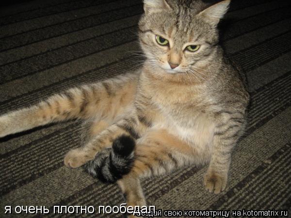 Котоматрица: я очень плотно пообедал