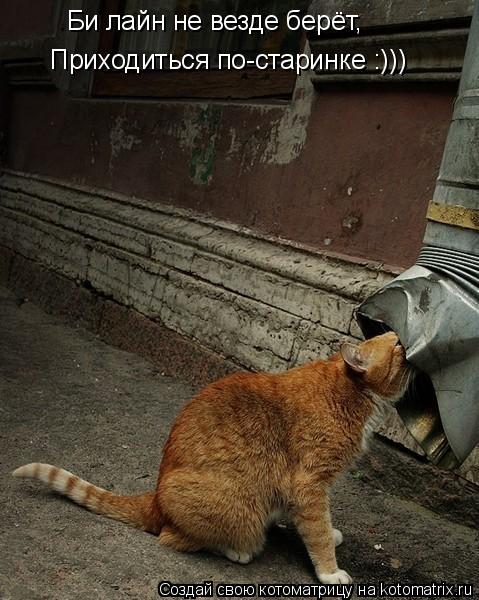 Котоматрица: Би лайн не везде берёт, Приходиться по-старинке :)))