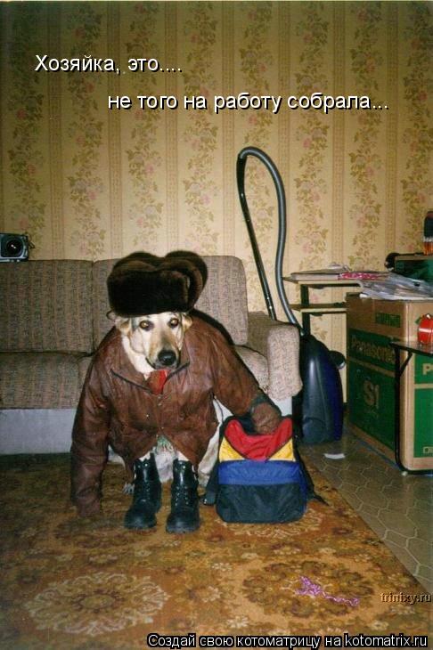 Котоматрица: Хозяйка, это.... не того на работу собрала...