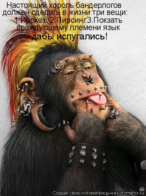 Котоматрица: Настоящий король бандерлогов должен сделать в жизни три вещи: 1.Ирокез. 2.Пирсинг.3.Покзать враждующему племени язык дабы испугались!