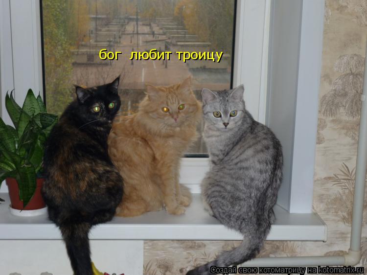 Котоматрица: бог  любит троицу