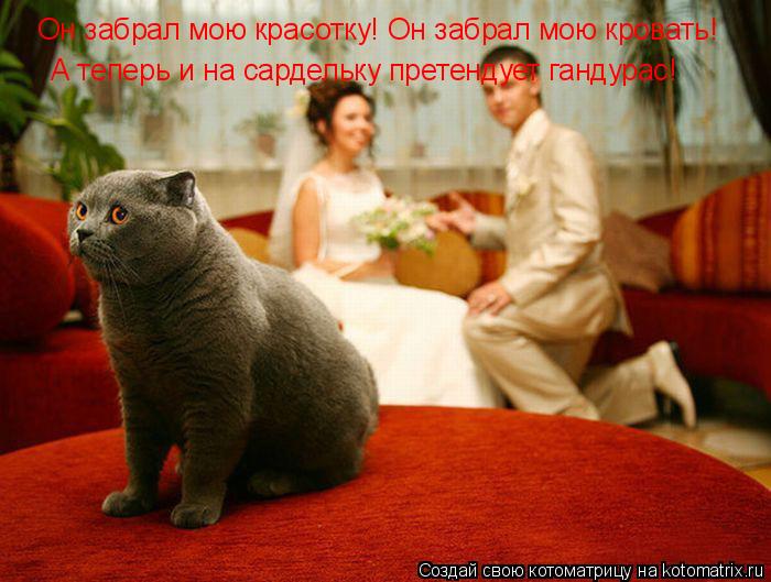 Котоматрица: Он забрал мою красотку! Он забрал мою кровать! А теперь и на сардельку претендует гандурас!