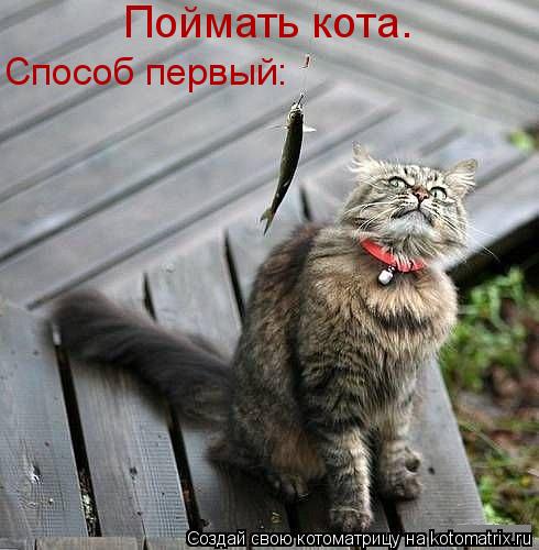 Котоматрица: Поймать кота. Способ первый: