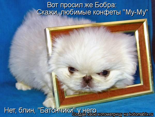 Котоматрица: Вот просил же Бобра: Скажи, любимые конфеты "Му-Му" Нет, блин, "Батончики" у него
