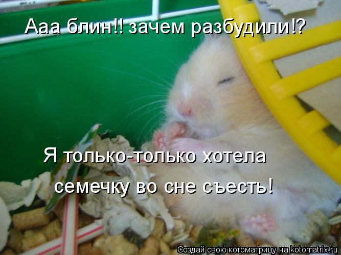 Котоматрица: Ааа блин!! зачем разбудили!? Я только-только хотела семечку во сне съесть!