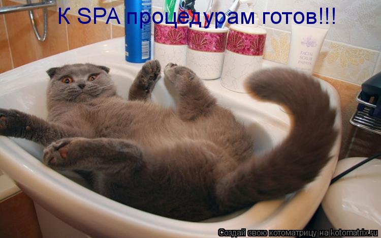 Котоматрица: К SPA процедурам готов!!!