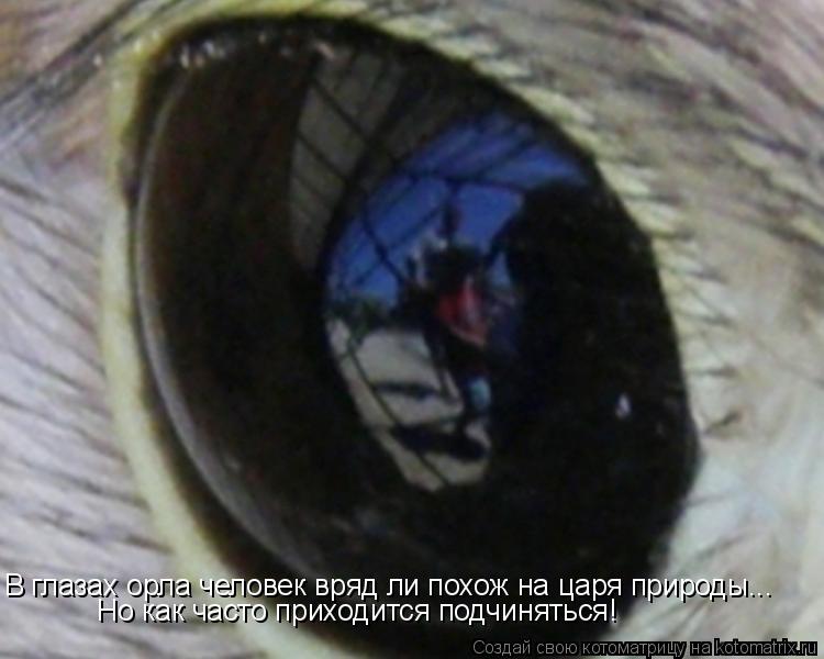 Котоматрица: В глазах орла человек вряд ли похож на царя природы... Но как часто приходится подчиняться!