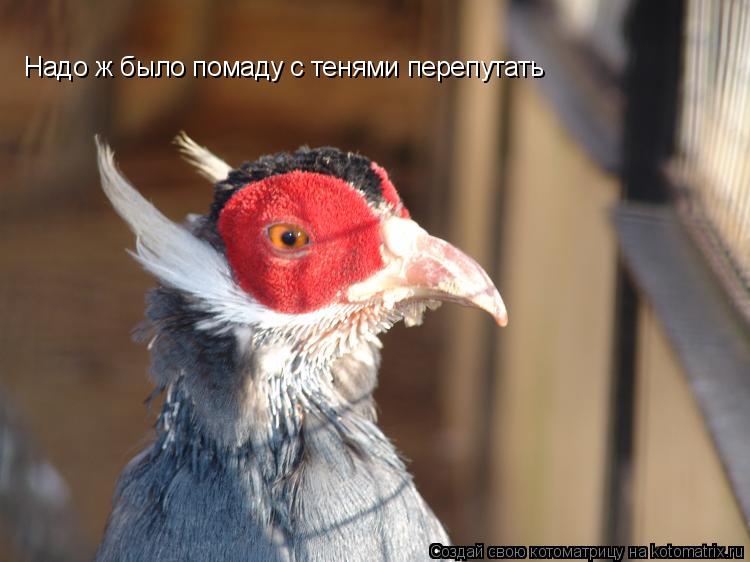 Котоматрица: Надо ж было помаду с тенями перепутать
