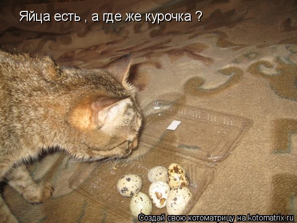 Котоматрица: Яйца есть , а где же курочка ?