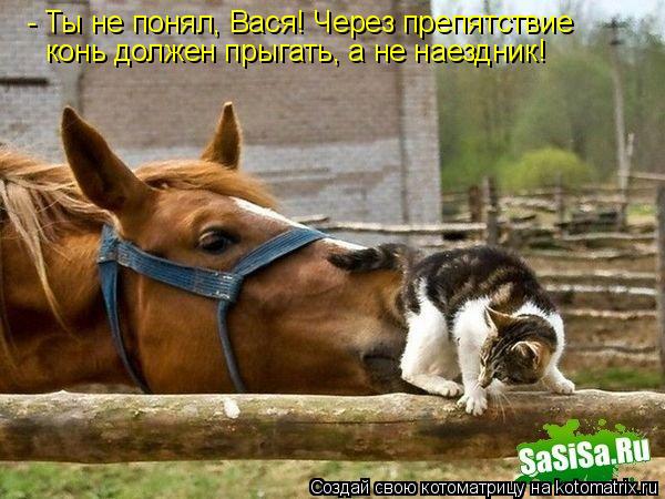 Котоматрица: - Ты не понял, Вася! Через препятствие конь должен прыгать, а не наездник!