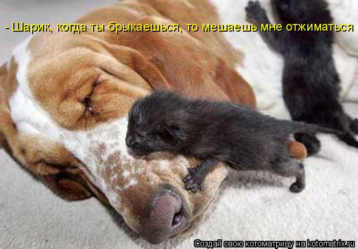Котоматрица: - Шарик, когда ты брыкаешься, то мешаешь мне отжиматься