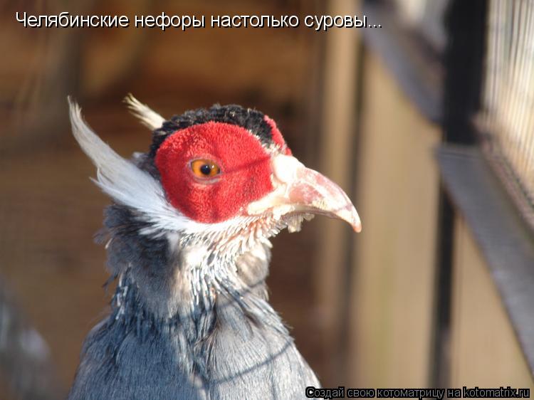 Котоматрица: Челябинские нефоры настолько суровы...