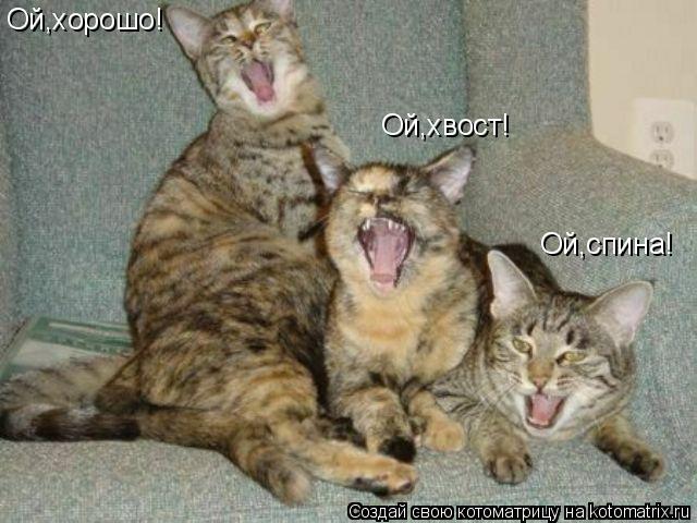 Котоматрица: Ой,спина! Ой,хвост! Ой,хорошо!