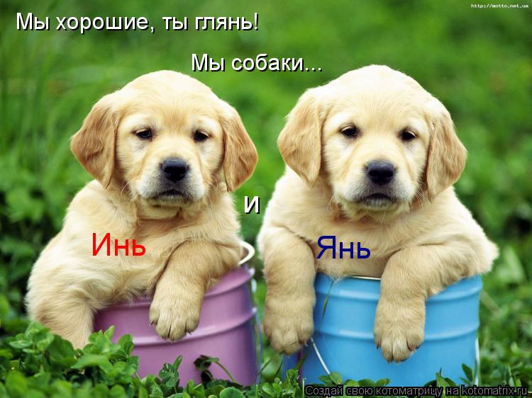 Котоматрица: Мы хорошие, ты глянь! Мы собаки... Инь и Янь