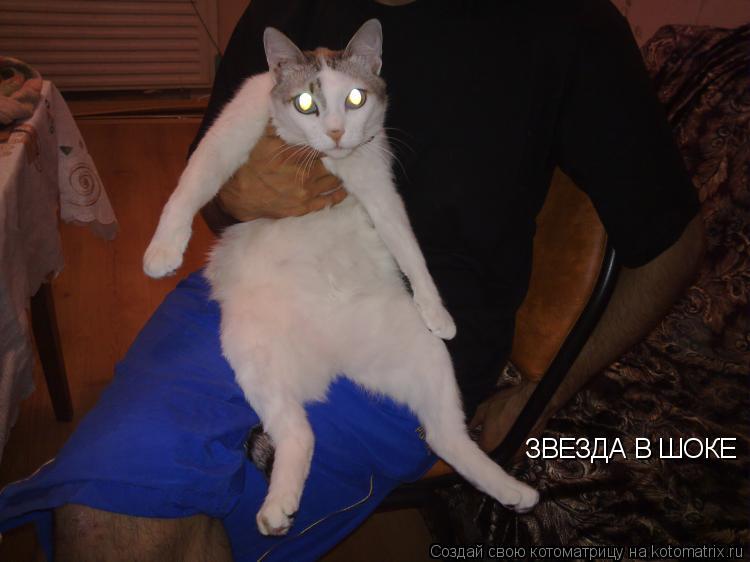 Котоматрица: ЗВЕЗДА В ШОКЕ