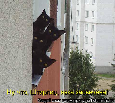 Котоматрица: Ну, что, Штирлиц, явка засвечена!