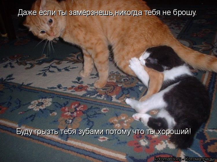Котоматрица: Даже если ты замёрзнешь,никогда тебя не брошу. Буду грызть тебя зубами потому что ты хороший!