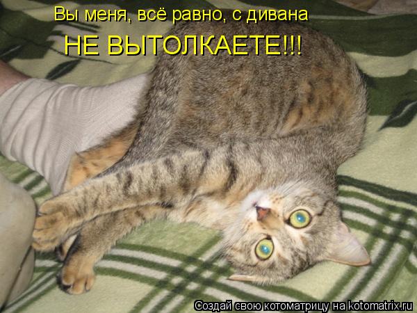 Котоматрица: Вы меня, всё равно, с дивана  НЕ ВЫТОЛКАЕТЕ!!!