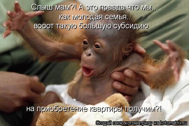 Котоматрица: Слыш мам?! А это правда что мы... как молодая семья... вооот такую большую субсидию на приобретение квартиры получим?!