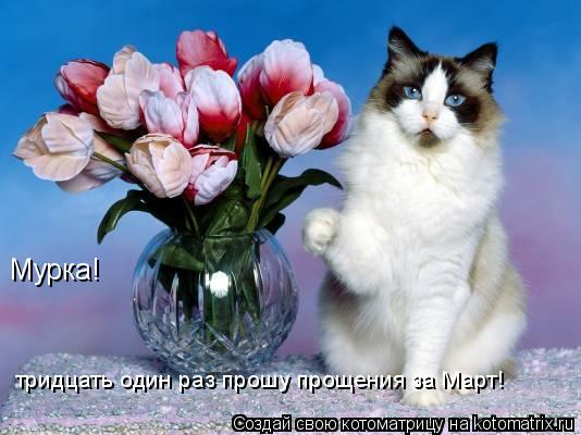 Котоматрица: Мурка! тридцать один раз прошу прощения за Март!