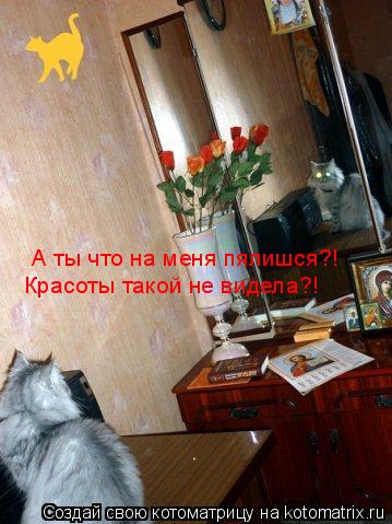 А ты что на меня пялишся?!Красоты такой не видела?! А ты что на меня пялишся?! Красоты такой не видел... Котоматрица: А ты что на меня пялишся?!Красоты такой не видела?! А ты что на меня пялишся?! Красоты такой не видела?!