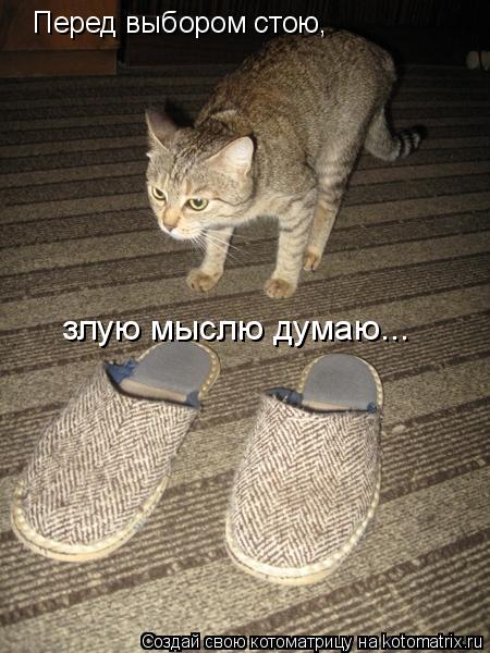 Котоматрица: Перед выбором стою, злую мыслю думаю...