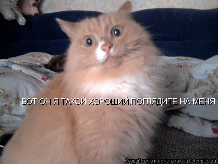 Котоматрица: ВОТ ОН Я ТАКОЙ ХОРОШИЙ,ПОГЛЯДИТЕ НА МЕНЯ МУР-МЯУ