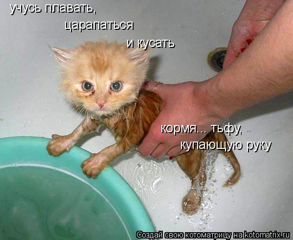 Котоматрица: учусь плавать, царапаться и кусать кормя... тьфу,  купающую руку