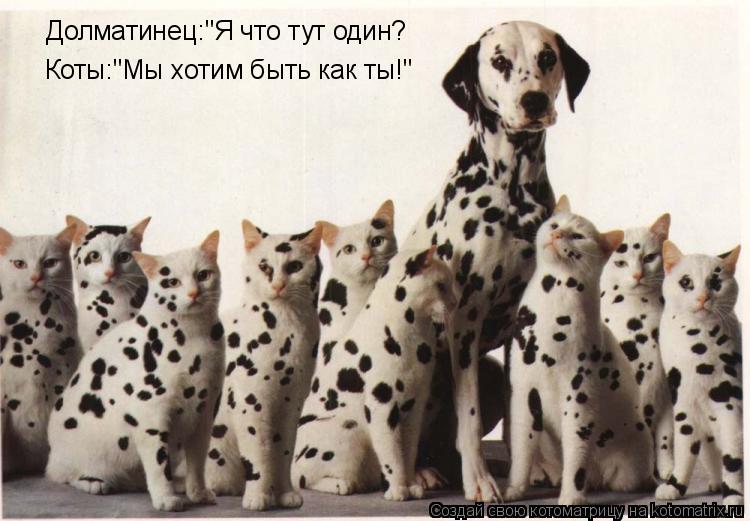 Котоматрица: Долматинец:"Я что тут один? Коты:"Мы хотим быть как ты!"