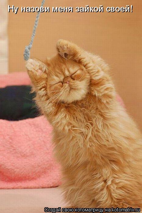 Котоматрица: Ну назови меня зайкой своей!