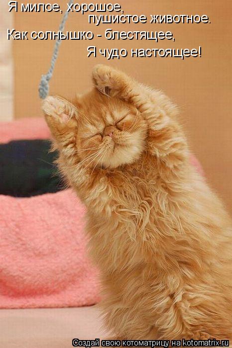 Котоматрица: Я милое, хорошое, пушистое животное. Как солнышко - блестящее, Я чудо настоящее!