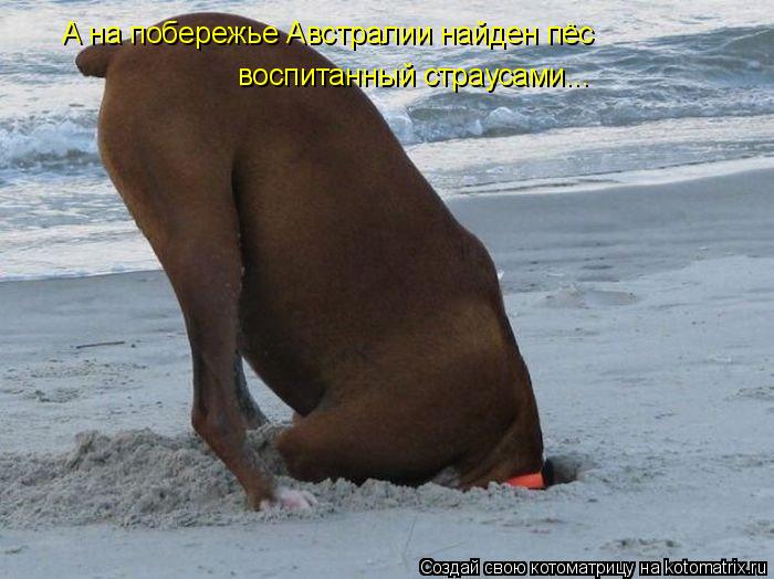 Котоматрица: А на побережье Австралии найден пёс воспитанный страусами...