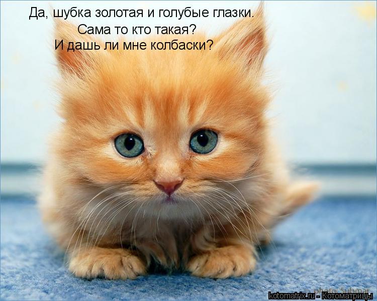 Котоматрица: Да, шубка золотая и голубые глазки. Сама то кто такая? И дашь ли мне колбаски?