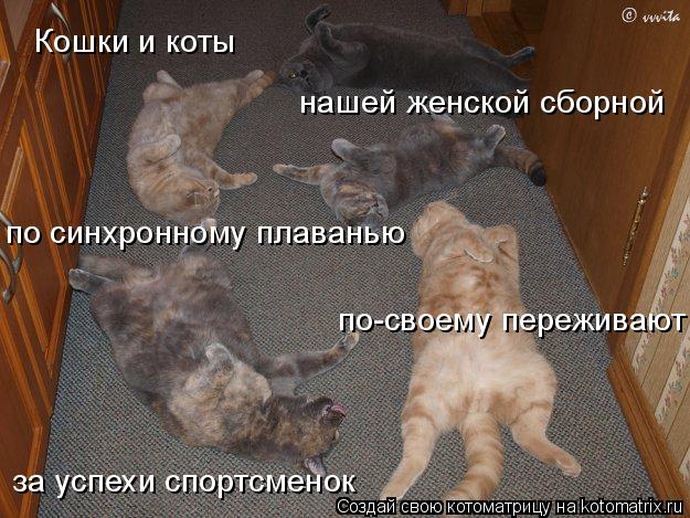 Котоматрица: Кошки и коты  нашей женской сборной  по синхронному плаванью по-своему переживают  за успехи спортсменок