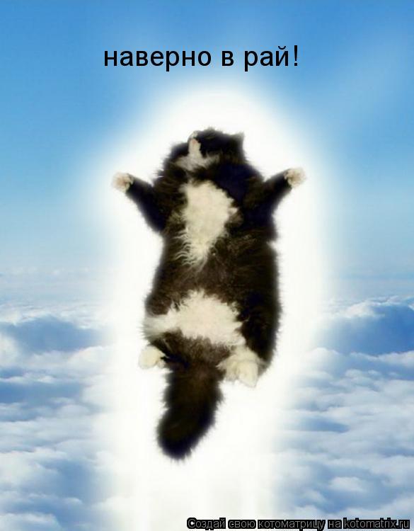 Котоматрица: наверно в рай!