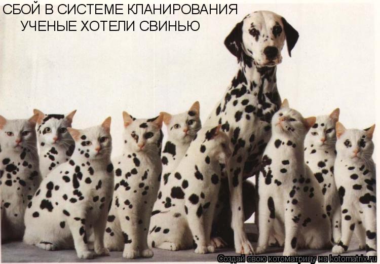 Котоматрица: СБОЙ В СИСТЕМЕ КЛАНИРОВАНИЯ УЧЕНЫЕ ХОТЕЛИ СВИНЬЮ