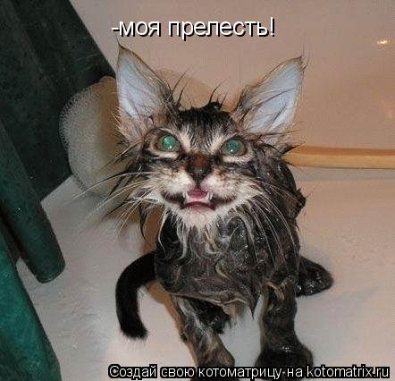 Котоматрица: -моя прелесть!