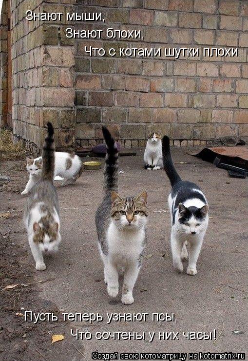 Котоматрица: Знают мыши, Знают блохи, Что с котами шутки плохи Пусть теперь узнают псы, Что сочтены у них часы!