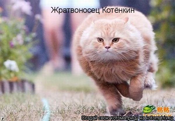 Котоматрица: Жратвоносец Котёнкин
