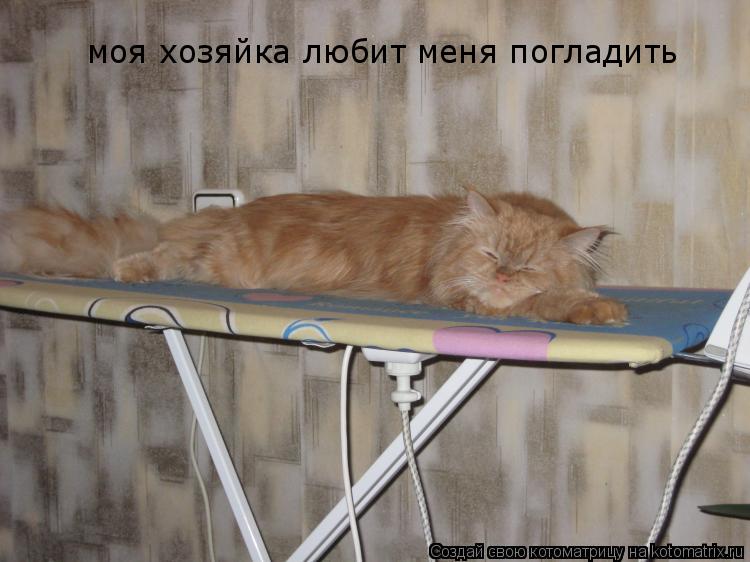 Котоматрица: моя хозяйка любит меня погладить