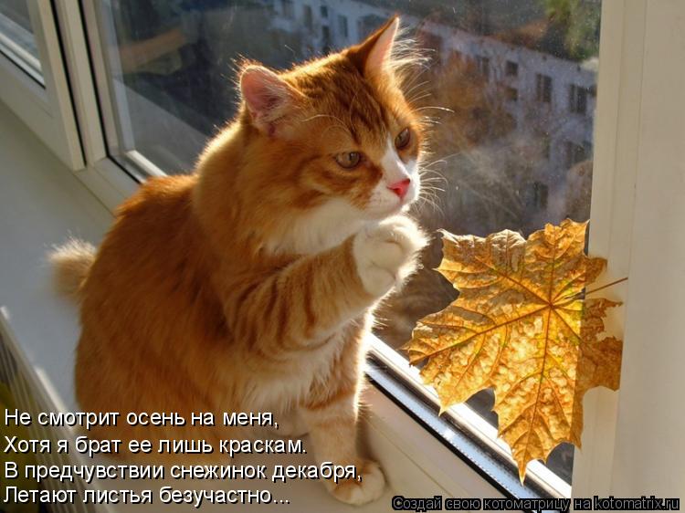 Котоматрица: Не смотрит осень на меня, Хотя я брат ее лишь краскам. Летают листья безучастно... В предчувствии снежинок декабря,