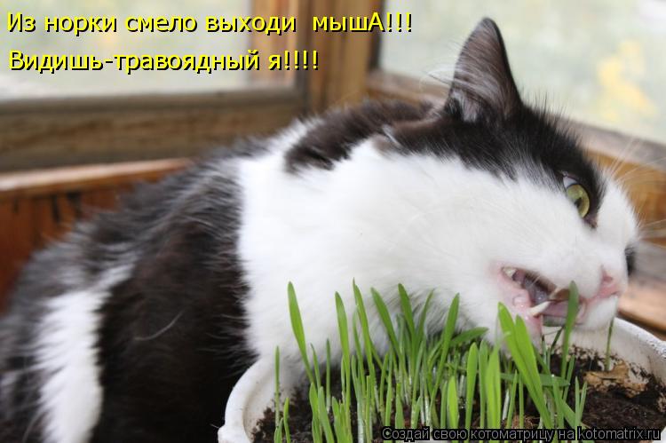 Котоматрица: Из норки смело выходи  мышА!!! Видишь-травоядный я!!!! Видишь-травоядный я!!!!